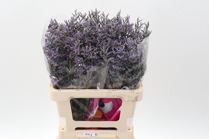 <h4>Lim Ov Skylight</h4>