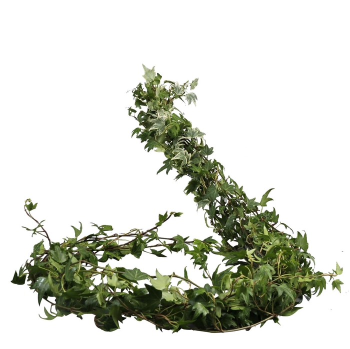 <h4>Hedera Rank Variegata</h4>