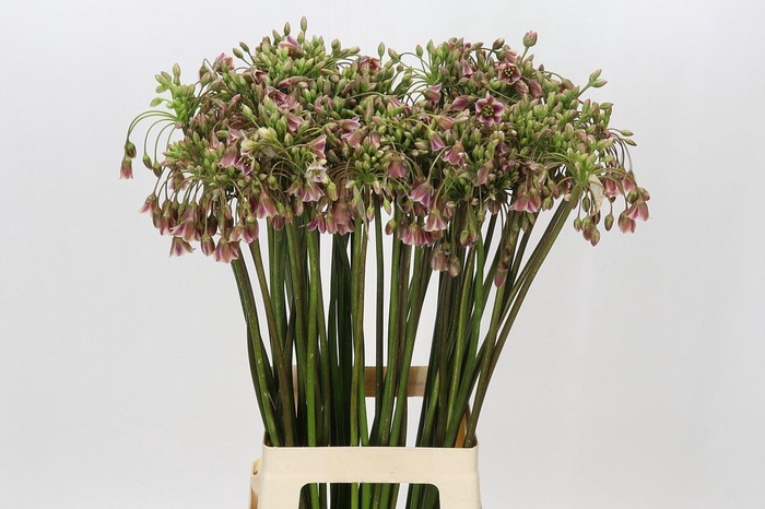 <h4>Nectaroscordum siculum baalgaricum</h4>