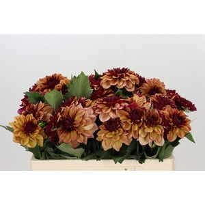 Dahlia Creme de Cognac