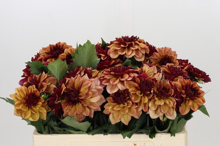 <h4>Dahlia Creme de Cognac</h4>