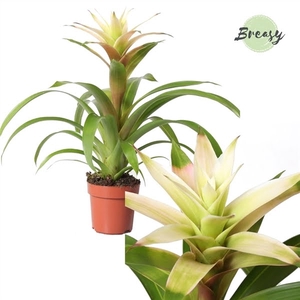 Guzmania Suerte White