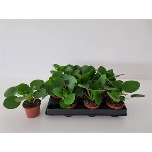 Pilea peperomoides 6Ø 12cm