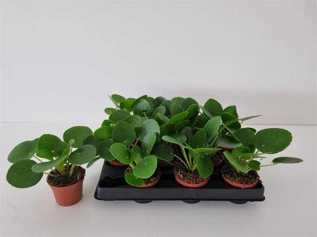 Pilea peperomoides 6Ø 12cm