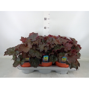 Heuchera micrantha 'Palace Purple'