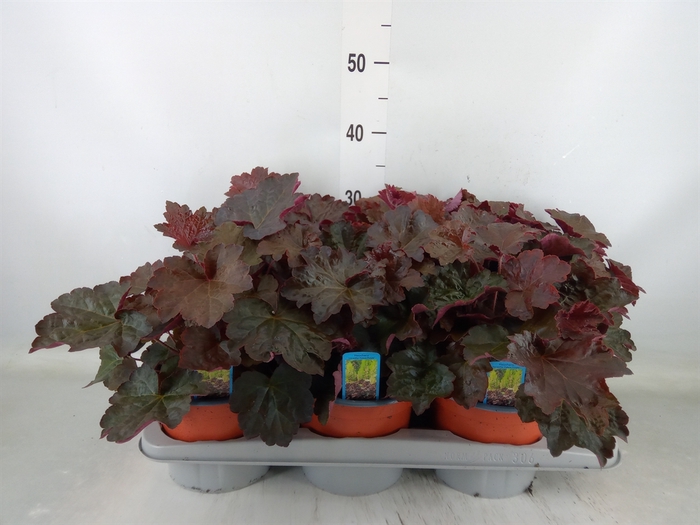 <h4>Heuchera micrantha 'Palace Purple'</h4>