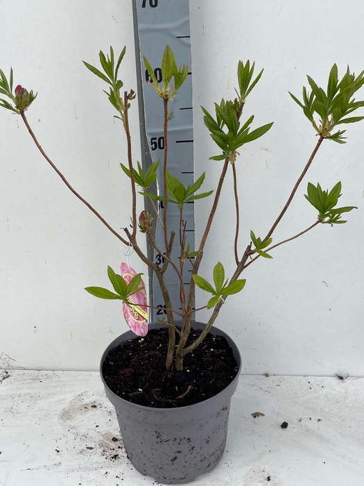 <h4>RHOD MO BERRYROSE</h4>