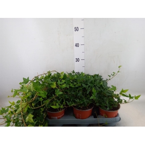 Hedera helix 'Shamrock'