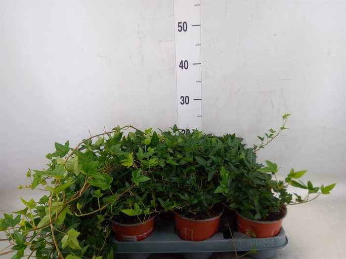 <h4>Hedera helix 'Shamrock'</h4>
