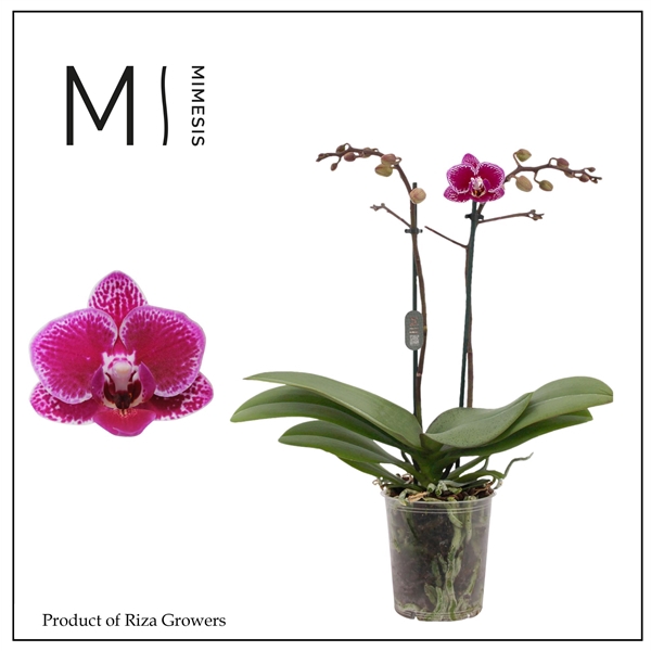 <h4>Mimesis Phal. Hornglin - 2 spike 9cm</h4>