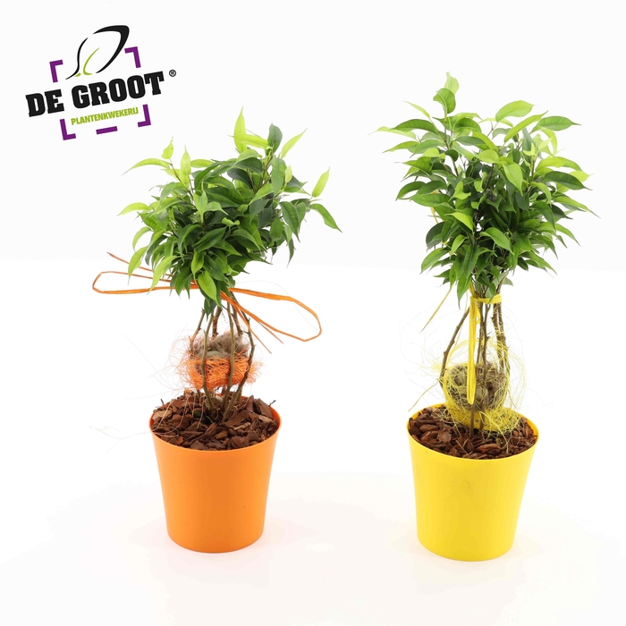 <h4>Ficus nest</h4>
