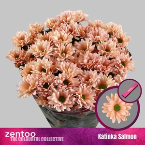 CHRYSANTHEMUM TR 'KATINKA SALMON'