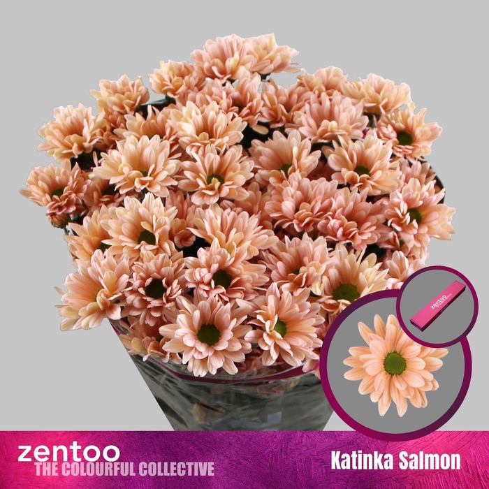 <h4>CHRYSANTHEMUM TR 'KATINKA SALMON'</h4>