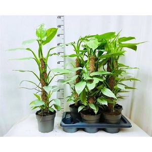 Philodendron Silver Queen 17Ø 75cm