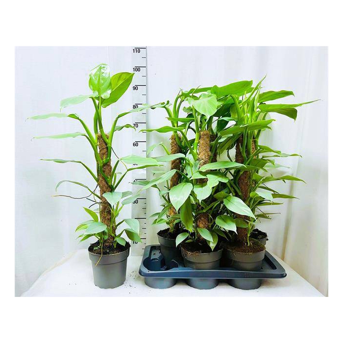 <h4>Philodendron Silver Queen 17Ø 75cm</h4>