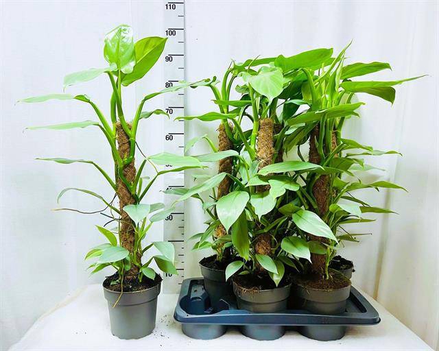 Philodendron Silver Queen 17Ø 75cm