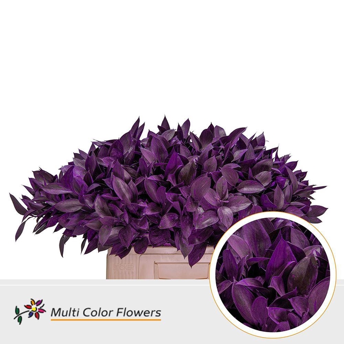<h4>Ruscus   ...colored H%</h4>