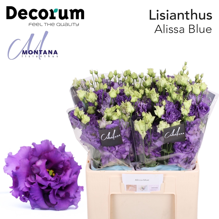 <h4>Lisianthus Alissa blue 60cm</h4>