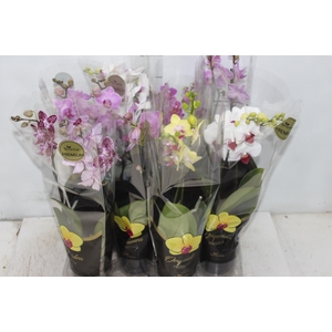 PHALAENOPSIS MINI P09 2 HT PREMIUM