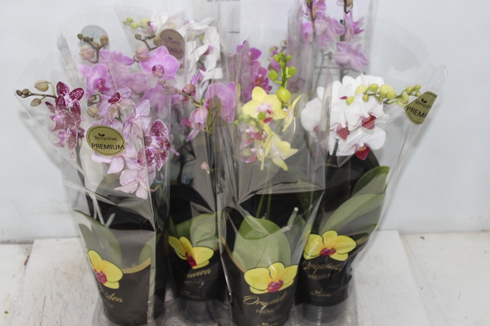 <h4>PHALAENOPSIS MINI P09 2 HT PREMIUM</h4>