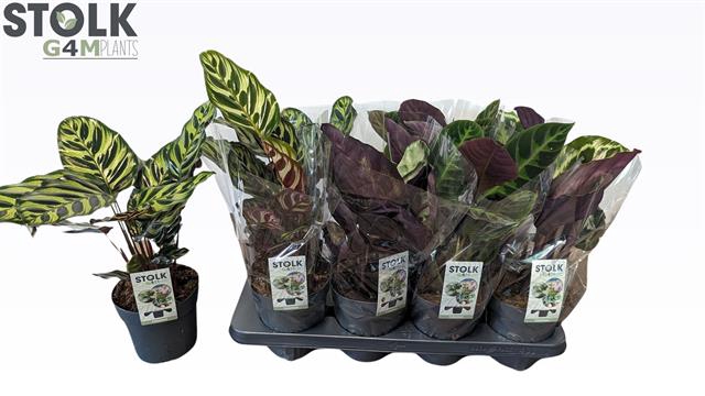 Calathea mix 4 varieties 14Ø 40cm