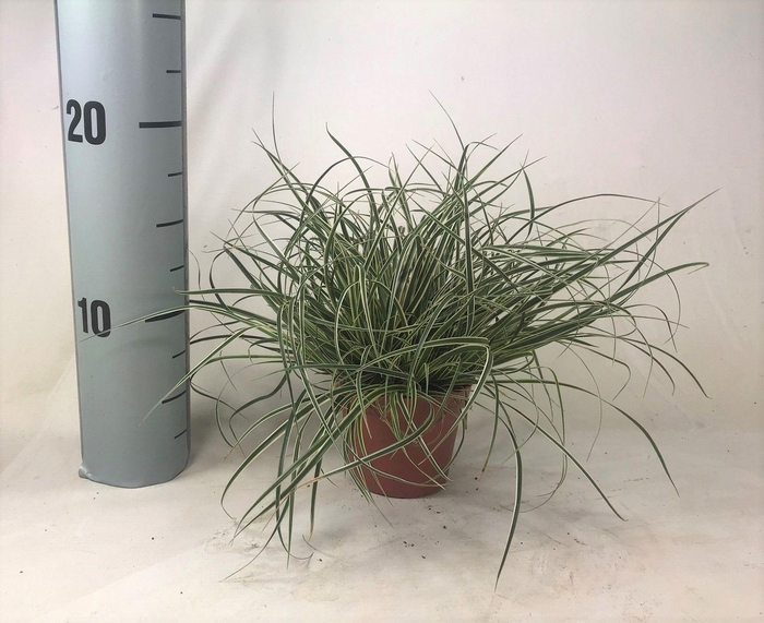 <h4>Carex conica 'Snowline' p8</h4>