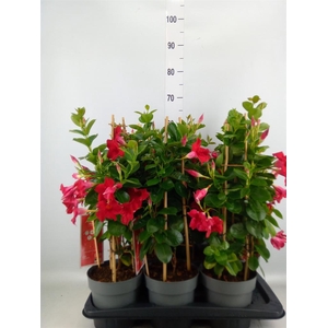 Mandevilla am. 'Sundav Red'