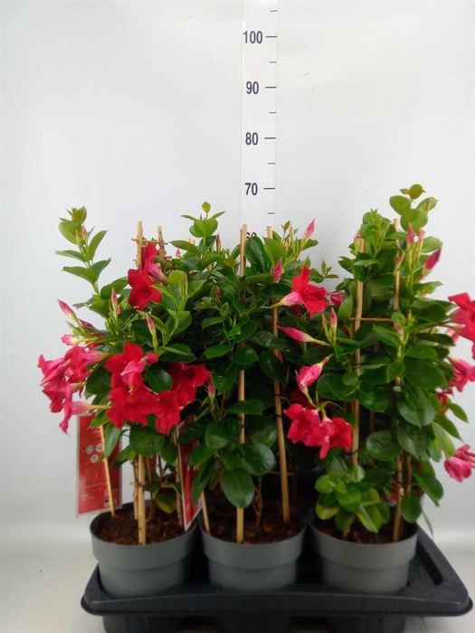 <h4>Mandevilla am. 'Sundav Red'</h4>