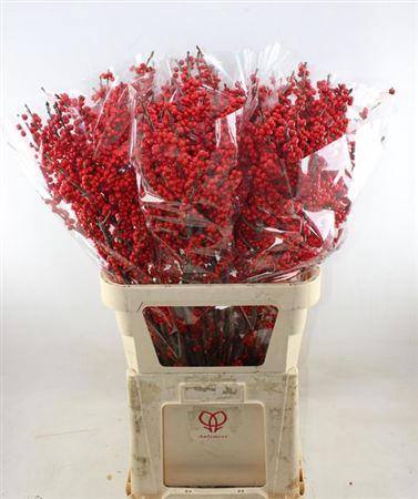 <h4>Ilex Ve Rode Bes</h4>