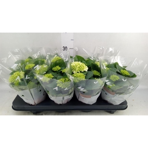Hydrangea mac. 'Wudu'