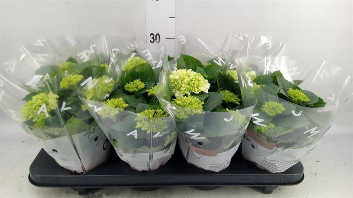 <h4>Hydrangea mac. 'Wudu'</h4>