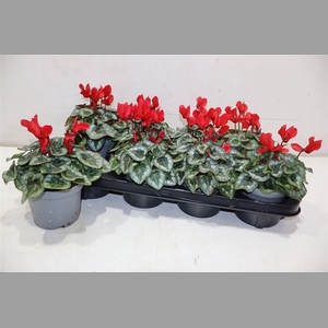 Cycl Kl Metis Decora Red