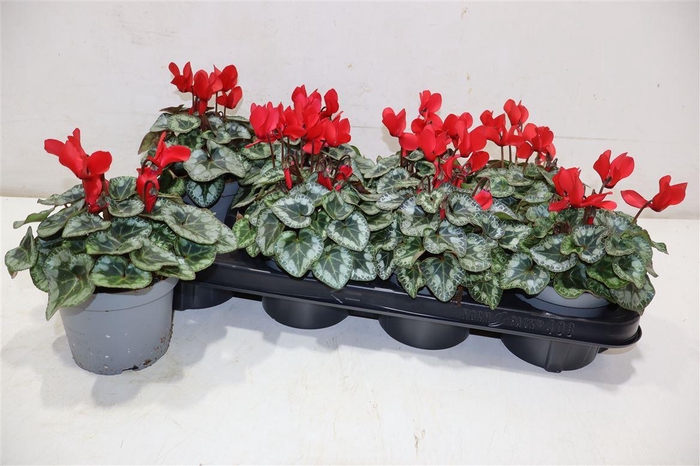 <h4>Cycl Kl Metis Decora Red</h4>