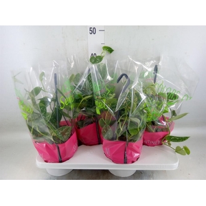 Philodendron scand. 'Brasil'