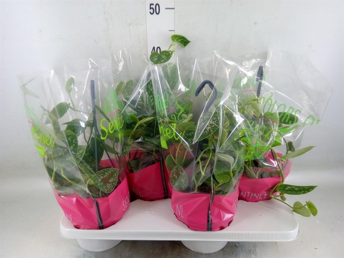 <h4>Philodendron scand. 'Brasil'</h4>