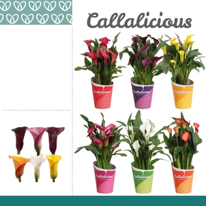 Zantedeschia (Calla)Mix in Potcover ton-sur-ton