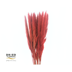 Dried Bleached Cortaderia Fluffy Red