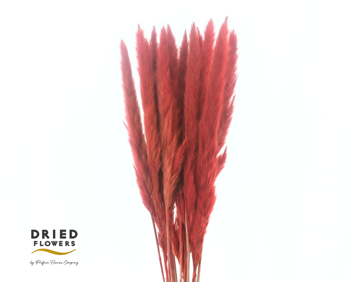 Dried Bleached Cortaderia Fluffy Red