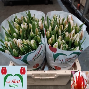 TU EN HAPPY GENERATI