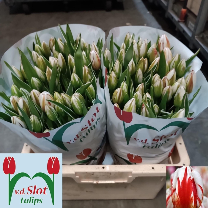 <h4>TU EN HAPPY GENERATI</h4>