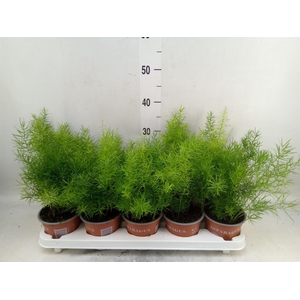 Asparagus dens. 'Sprengeri'