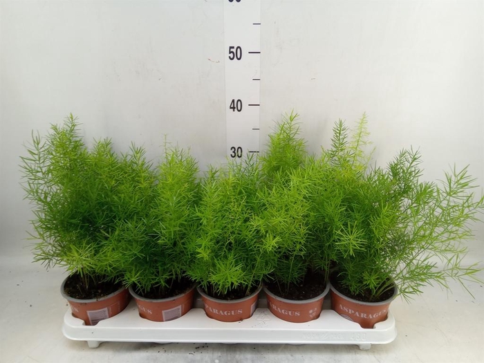 <h4>Asparagus dens. 'Sprengeri'</h4>