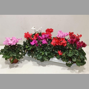 Cycl Md Sup Merengue