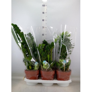 Zamioculcas zamiifolia 'Midori'