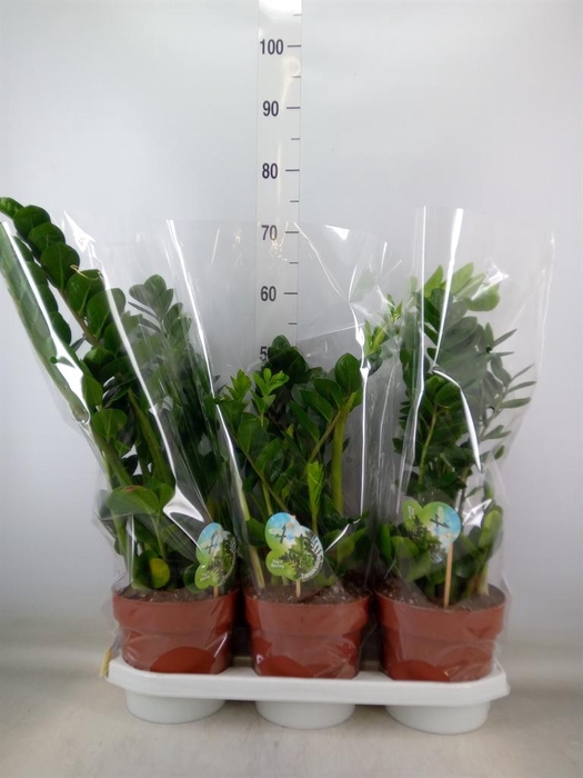 <h4>Zamioculcas zamiifolia 'Midori'</h4>