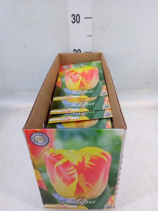 <h4>Tulipa   ...flowerbulbs</h4>