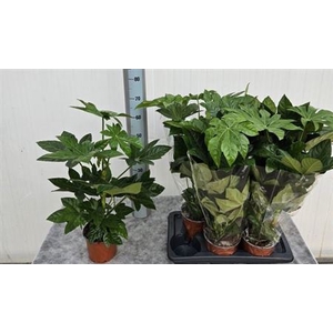 Fatsia Ov