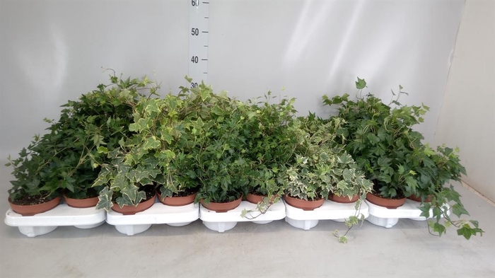 <h4>Hedera helix   ...</h4>