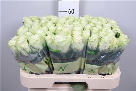 <h4>R Gr Athena</h4>