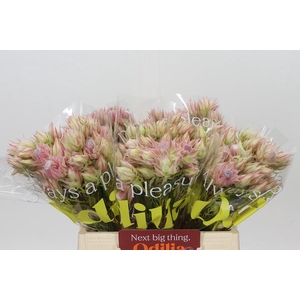 Blushing Bride Ayoba Satin Star